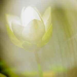 Heimkehr in deinen Silent SoulFlow | ein begleiteter Raum in zwei Begegnungen ♥ : ♥