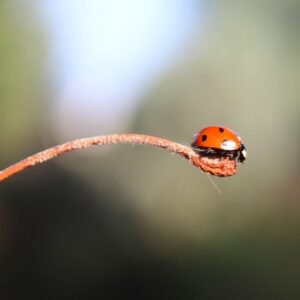 Ein weiser Rat der LIEBE